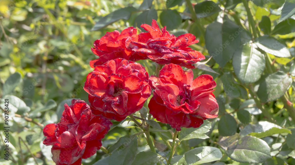 Autumn flowers