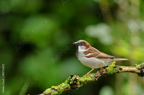 moineau