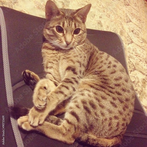 Canvastavla Beautiful ocicat
