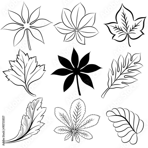 leaves vector hand drawn black and white