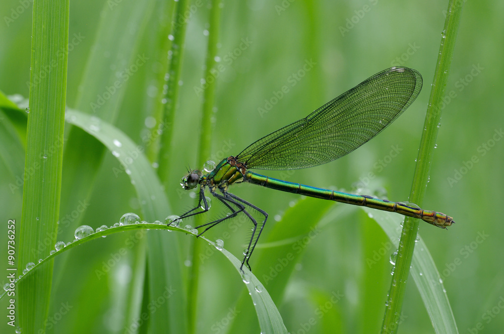 Die grüne Prachtlibelle sitzt auf einem Grashalm mit Wassertropfen Die grüne Prachtlibelle sitzt auf einem Grashalm mit Wassertropfen