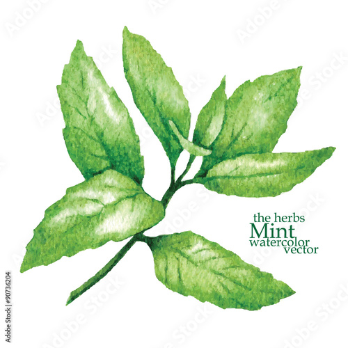 Sketch of mint. Vector illustration.