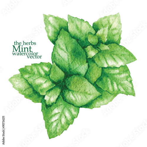 Sketch of mint. Vector illustration.