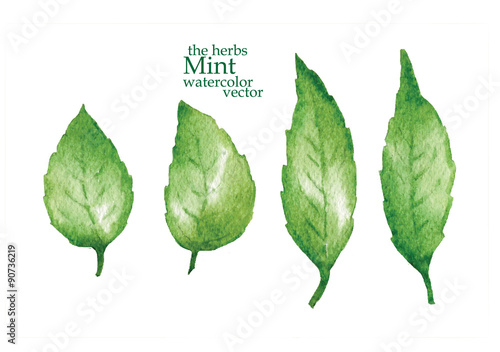 Sketch of mint. Vector illustration.