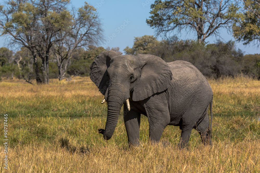 Elephant roaming around Chobe River in the Chobe National Park, Botswana, Africa