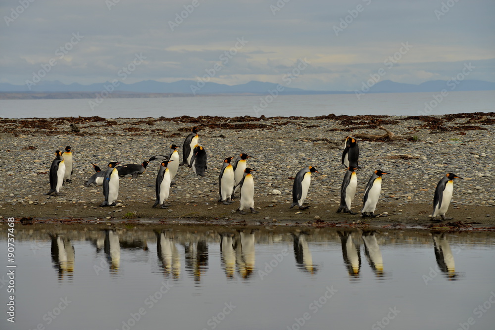Fototapeta premium King Penguin colony, Tiera del Fuego, Chile