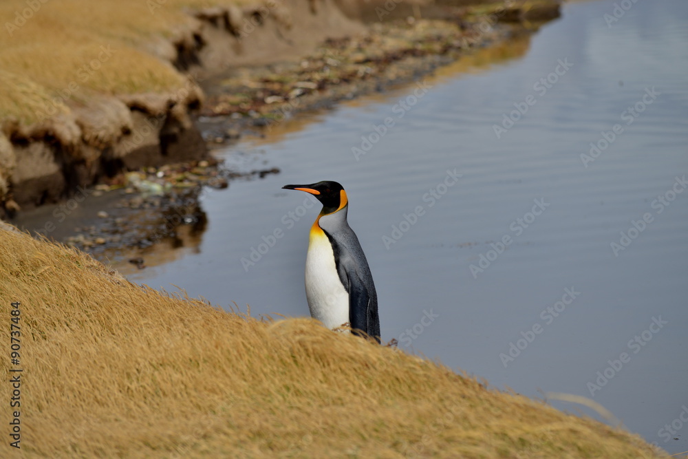 Naklejka premium King penguin standing at the river shore, Tiera del Fuego, Chile.