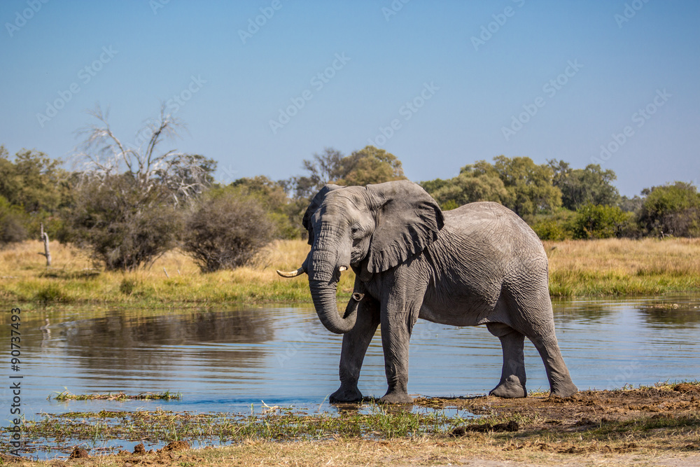 Fototapeta premium Elephant roaming around Chobe River in the Chobe National Park, Botswana, Africa