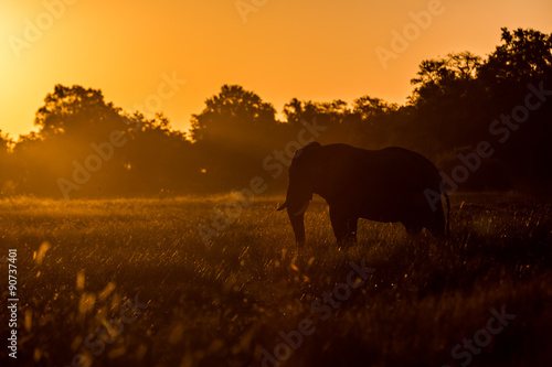 Elephant roaming around Chobe River in the Chobe National Park, Botswana, Africa © LMspencer