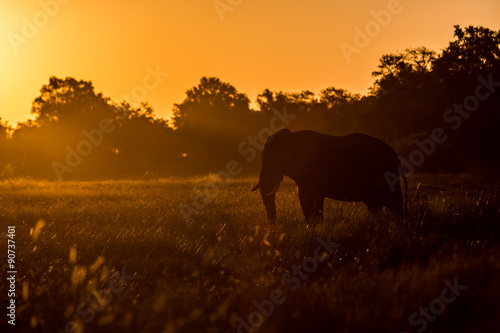 Elephant roaming around Chobe River in the Chobe National Park, Botswana, Africa