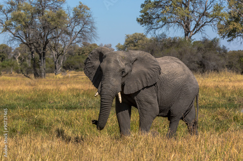 Elephant roaming around Chobe River in the Chobe National Park  Botswana  Africa