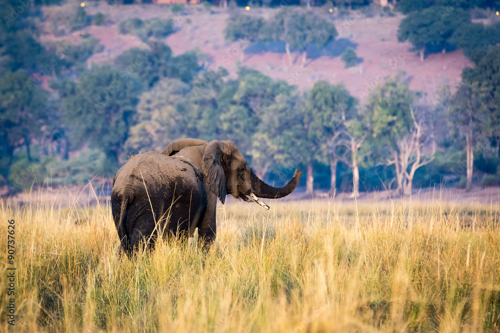 Elephant roaming around Chobe River in the Chobe National Park, Botswana, Africa