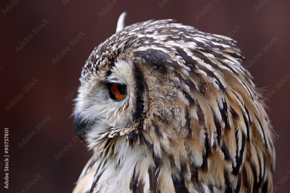 Obraz premium Bengalenuhu