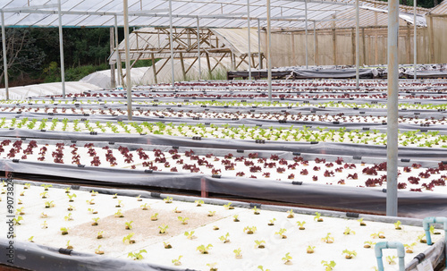 hydroponic salad vegetable. photo