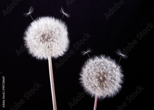 Photography Furry Duo dandelions