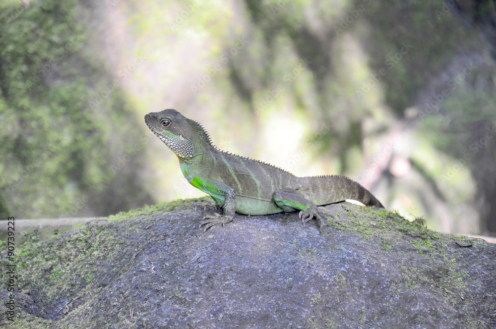 Fototapeta premium Lizard in the forest