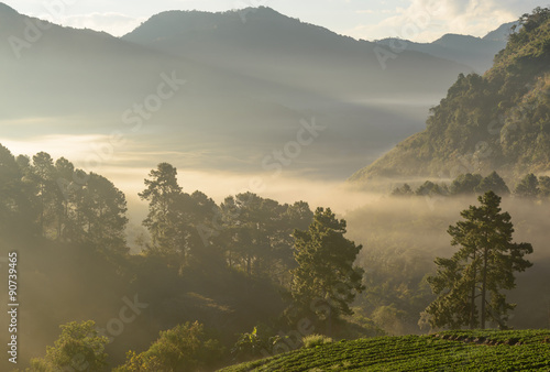 misty morning sunrise in strawberry garden at doi angkhang mount photo