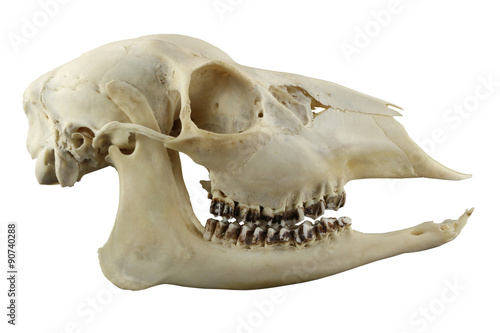 Skull of hornless roe deer lateral view isolated on a white background. Focus on full depth.