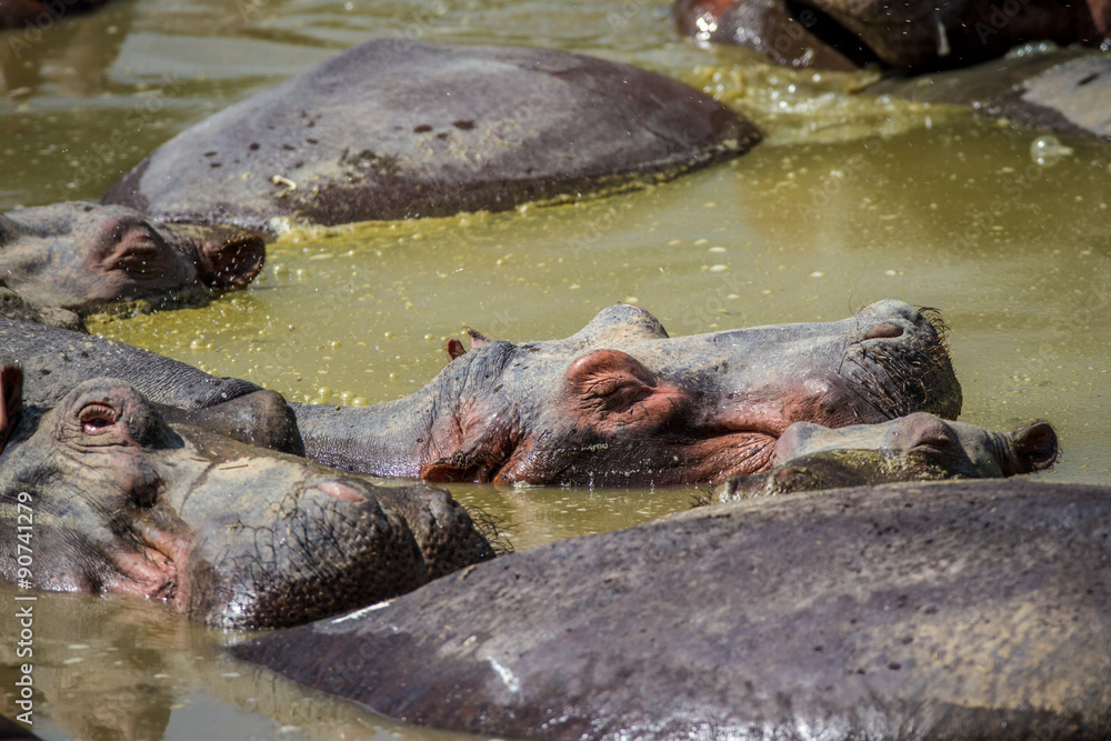 Fototapeta premium Beautiful wildlife in South Luangwa National Park, Zambia, Africa