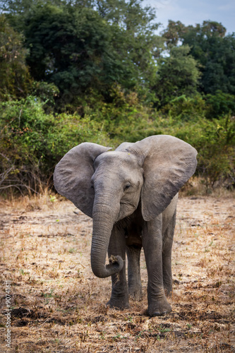 Beautiful wildlife in South Luangwa National Park  Zambia  Africa