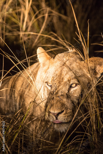 Beautiful wildlife in South Luangwa National Park, Zambia, Africa photo