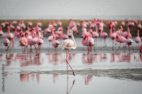 Flamingos in Wallis Bay, Namibia, Africa
