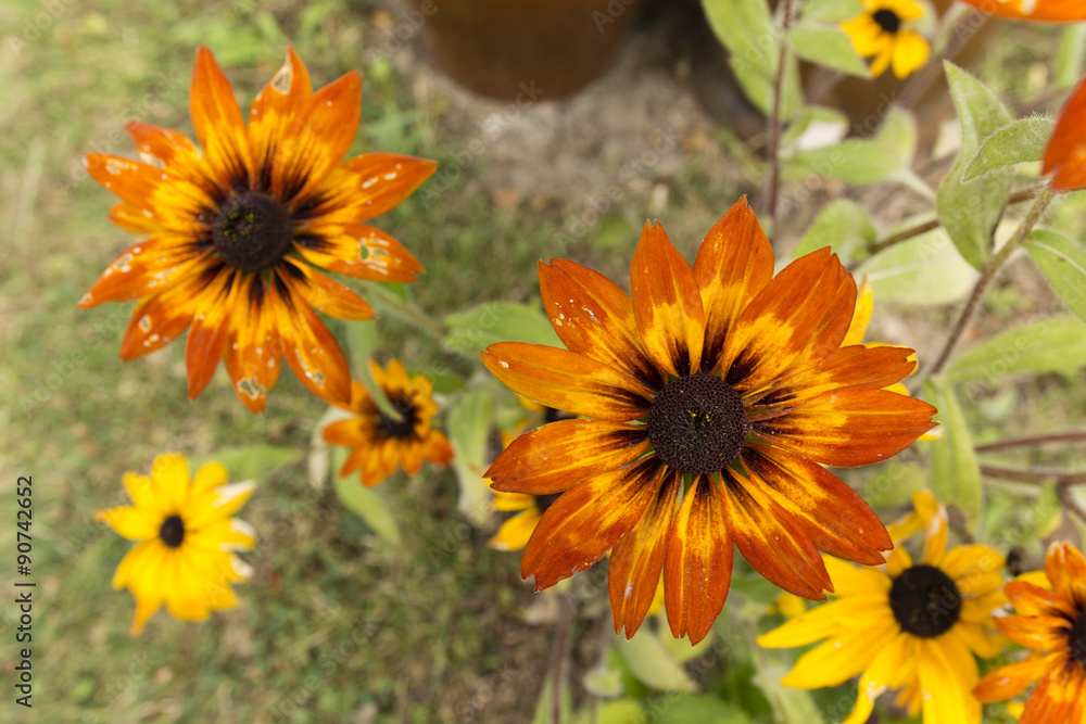 Obraz premium arnica orange flowers