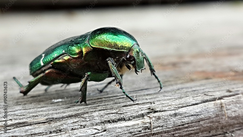 Naklejka premium A beetle