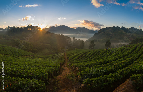 sunrise in strawberry garden at doi angkhang mountain, chiangmai photo