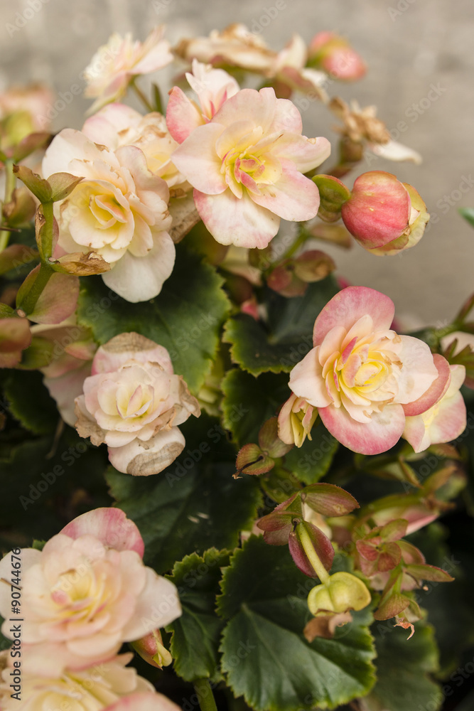 pink flowers