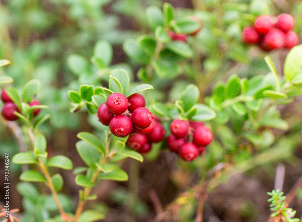  Cowberry.   Bushes of ripe forest berries. Selective focus