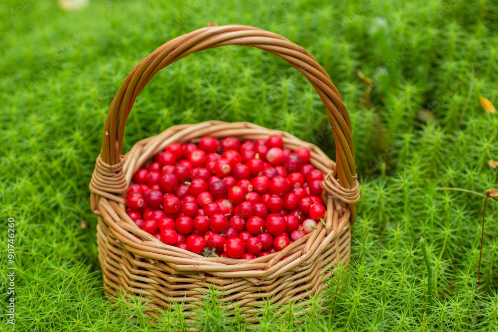 Ripe juicy cowberry in a basket in the autumn forest Ripe juicy cowberry in a basket in the autumn forest