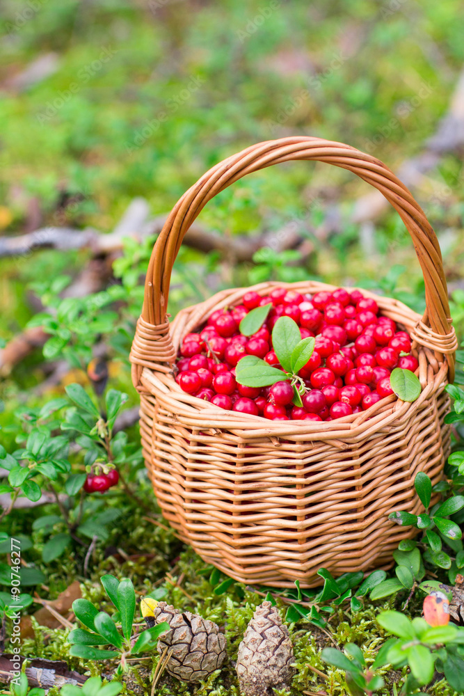 Ripe juicy cowberry in a basket in the autumn forest Ripe juicy cowberry in a basket in the autumn forest