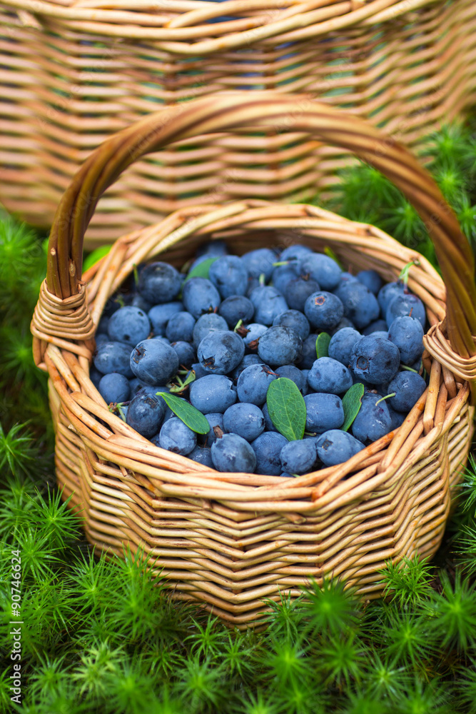Ripe juicy blueberries and honeysuckle Ripe juicy blueberries and honeysuckle