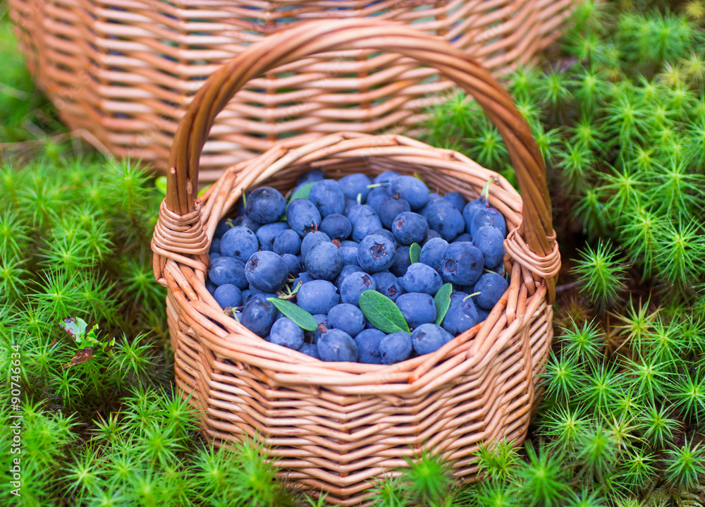 Ripe juicy blueberries and honeysuckle Ripe juicy blueberries and honeysuckle