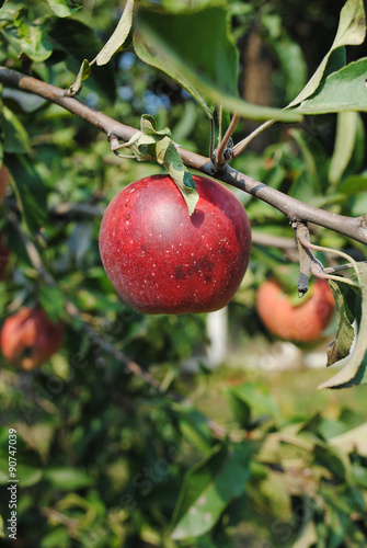 Red apple on the tree photo