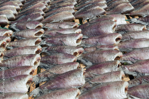 Snake Skin Gourami Fish,Pla Salit (Trichogaster pectoralis) photo