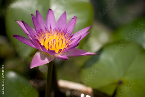 Purple Lotus with leaf