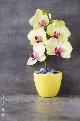 Yellow orchid on the grey background.