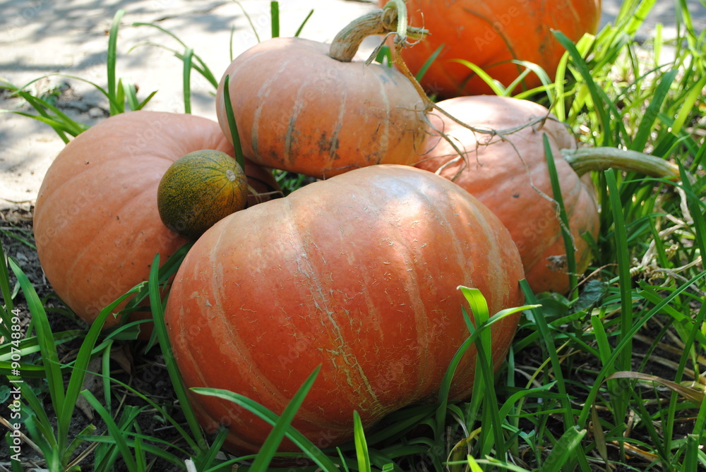 Fototapeta premium a lot of pumkins