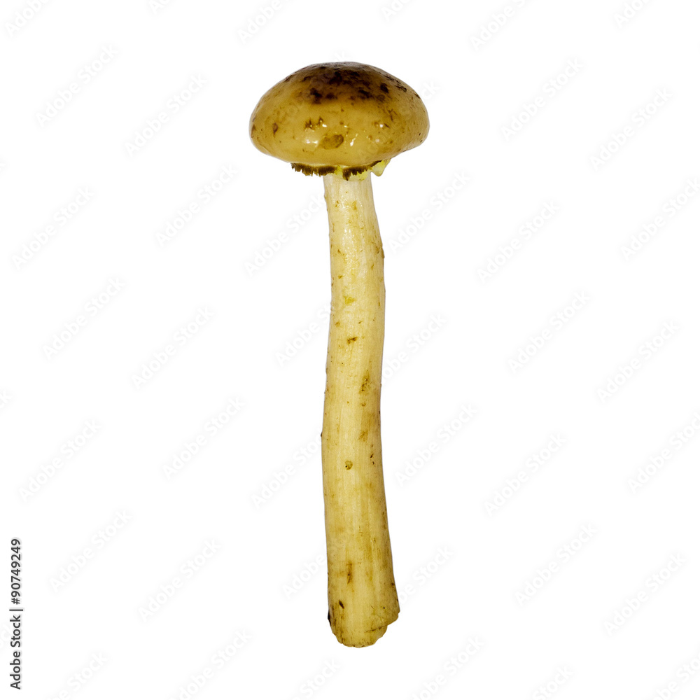 Mushrooms edible timber. White isolated background with clipping path. Closeup with no shadows. Eating vegetarian. One mushroom. Mushrooms edible timber. White isolated background with clipping path. Closeup with no shadows. Eating vegetarian. One mushroom.
