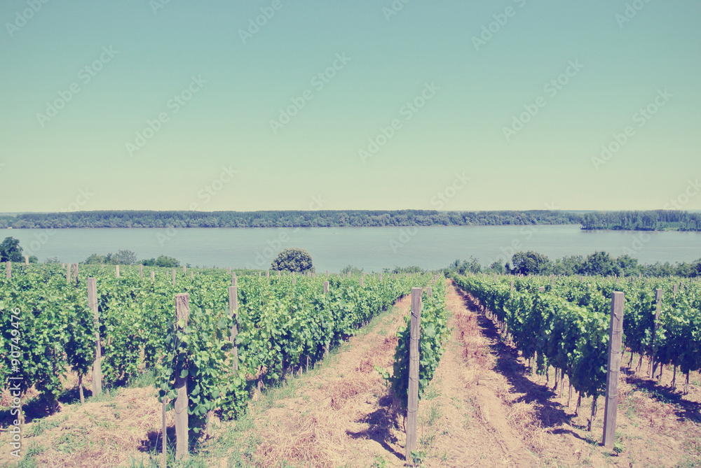 Panoramic view on vineyard, with river in the distance, on a sunny day. Image filtered in faded, washed out, retro Instagram style; rural vintage concept.