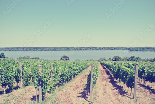 Panoramic view on vineyard  with river in the distance  on a sunny day. Image filtered in faded  washed out  retro Instagram style  rural vintage concept.