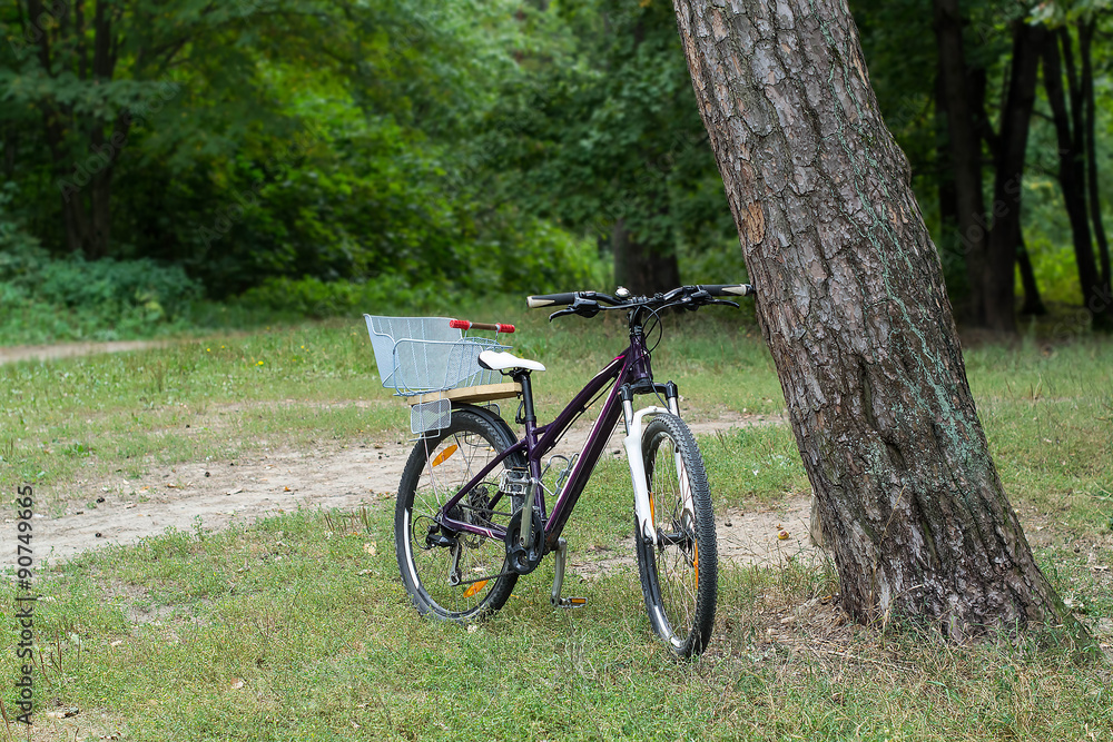 Bicycle standing near the tree in the forest