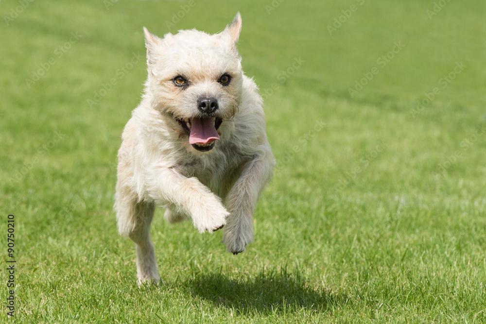 Westhighland White Terrier Hund im Sprung