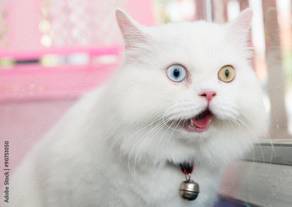Obraz premium white Persian cat two color eyes