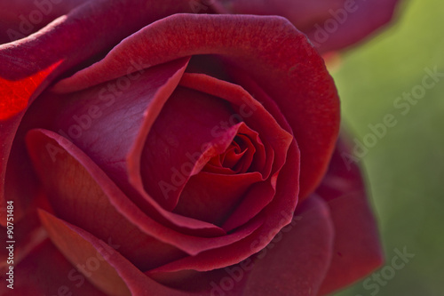 red Rose background