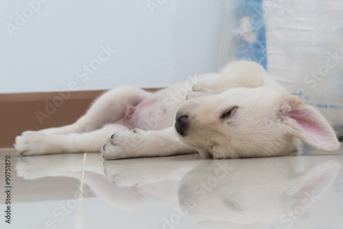 Sleeping Labrador retriever puppy