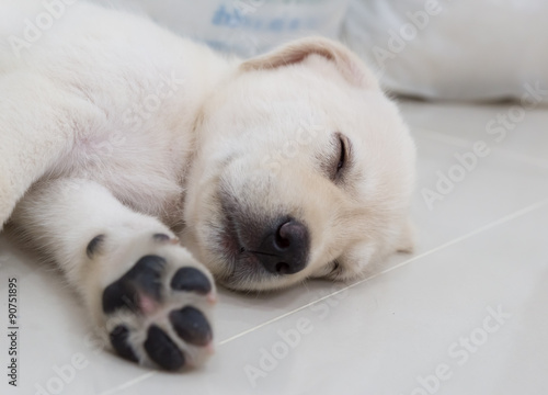 Sleeping Labrador retriever puppy