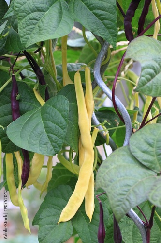 Fotografie Violet &  yellow runner beans